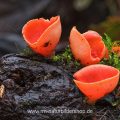 Scharlachroter Kelchbecherling (Sarcoscypha coccinea)