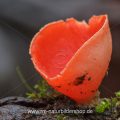 Scharlachroter Kelchbecherling (Sarcoscypha coccinea)