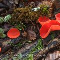 Scharlachroter Kelchbecherling (Sarcoscypha coccinea)