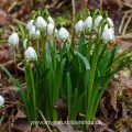 Märzenbecher (Leucojum vernum)