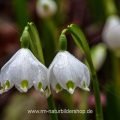 Märzenbecher (Leucojum vernum)
