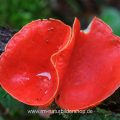 Scharlachroter Kelchbecherling (Sarcoscypha coccinea)