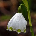 Märzenbecher (Leucojum vernum)