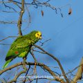 Gelbkopfamazone (Amazona oratrix)