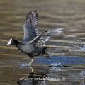 Bläßhuhn (Fulica atra)