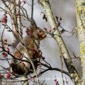 Eichhörnchen (Sciurus vulgaris)