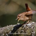 Zaunkönig (Troglodytes troglodytes)