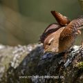 Zaunkönig (Troglodytes troglodytes)