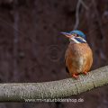Eisvogel (Alcedo atthis) Weibchen