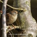 Zaunkönig (Troglodytes troglodytes)