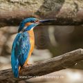 Eisvogel (Alcedo atthis) Männchen