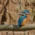Eisvogel (Alcedo atthis) Männchen