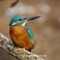 Eisvogel (Alcedo atthis) Männchen