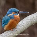 Eisvogel (Alcedo atthis) Männchen