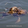 Erdkröten (Bufo bufo) Streit um das Weibchen