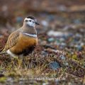 Mornellregenpfeifer (Charadrius morinellus)