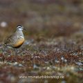 Mornellregenpfeifer (Charadrius morinellus)