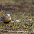 Mornellregenpfeifer (Charadrius morinellus)