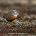 Mornellregenpfeifer (Charadrius morinellus)