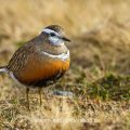 Mornellregenpfeifer (Charadrius morinellus)