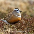Mornellregenpfeifer (Charadrius morinellus)