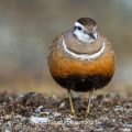 Mornellregenpfeifer (Charadrius morinellus)