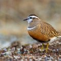 Mornellregenpfeifer (Charadrius morinellus)
