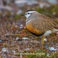 Mornellregenpfeifer (Charadrius morinellus)