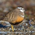 Mornellregenpfeifer (Charadrius morinellus)