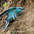 Blauracke (Coracias garrulus)