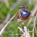 Weißsterniges Blaukehlchen (Luscinia svecica) Männchen