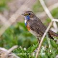 Weißsterniges Blaukehlchen (Luscinia svecica) Männchen