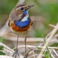 Weißsterniges Blaukehlchen (Luscinia svecica) Männchen