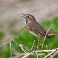 Weißsterniges Blaukehlchen (Luscinia svecica) Männchen
