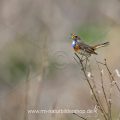 Weißsterniges Blaukehlchen (Luscinia svecica) Männchen