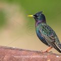 Star (Sturnus vulgaris)
