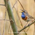 Weißsterniges Blaukehlchen (Luscinia svecica) Männchen
