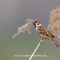 Feldsperling (Passer montanus)