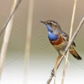 Weißsterniges Blaukehlchen (Luscinia svecica) Männchen