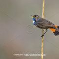Weißsterniges Blaukehlchen (Luscinia svecica) Männchen