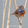 Weißsterniges Blaukehlchen (Luscinia svecica) Männchen