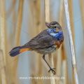 Weißsterniges Blaukehlchen (Luscinia svecica) Männchen