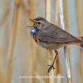 Weißsterniges Blaukehlchen (Luscinia svecica) Männchen