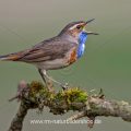 Weißsterniges Blaukehlchen (Luscinia svecica) Männchen