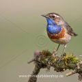 Weißsterniges Blaukehlchen (Luscinia svecica) Männchen