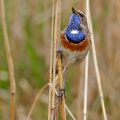 Weißsterniges Blaukehlchen (Luscinia svecica) Männchen
