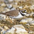 Flußregenpfeifer (Charadrius dubius)