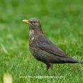 Amsel (Turdus merula) Weibchen