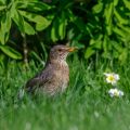Amsel (Turdus merula) Weibchen