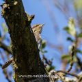 Wendehals (Jynx torquilla)